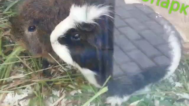 Я В ЗООПАРКЕ*-*В МЕНЯ ПЛЮНУЛ ВЕРБЛЮД??? смотреть онлайн