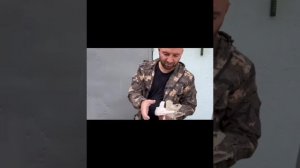 Таджикские голуби ?️ черносые, чины. Красавцы /// любовь и голуби ?️??