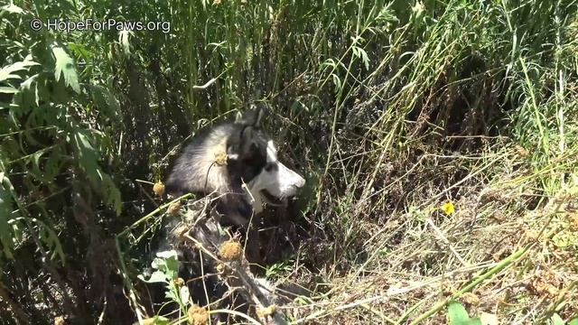 Husky got spooked by fireworks and ended up in the river! He cried like a baby when... смотреть онлайн