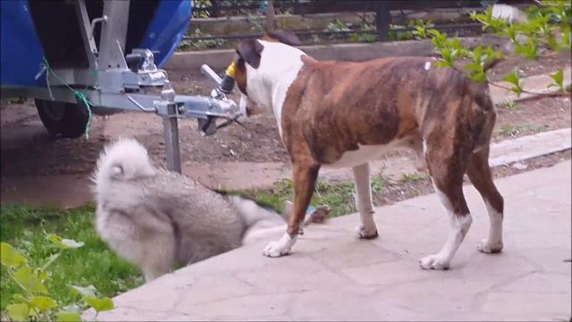 Амстаффтерьер и Хаски. Эпизод 2 / Amstaff Terrier And Husky. Episode 2