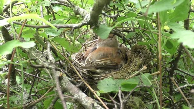 Жулан у дороги 160613 1 14 2Pa770 21 смотреть онлайн