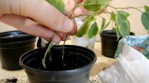 ФИКУС БЕНДЖАМИНА ПОСАДКА ЧЕРЕНКОВ Ficus benjamina