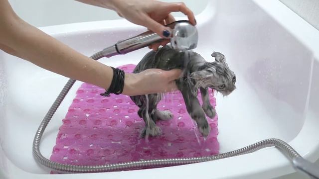 Моем малыша Хайленд страйт с Love Cat Love Dog смотреть онлайн