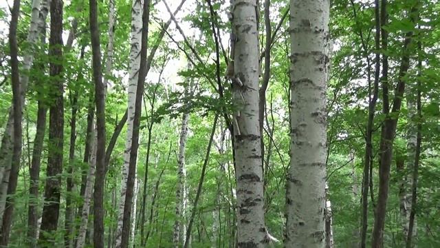В лесу, Южное Приморье, июль 2021 г. смотреть онлайн