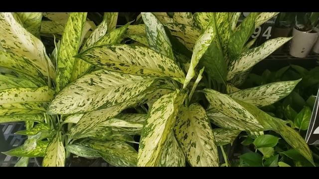 Shop with me at Walmart....Still trying to find the Begonia Maculata смотреть онлайн