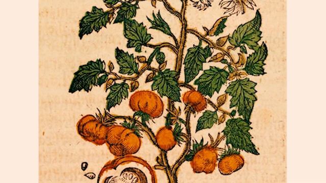 Помидоры - это НЕ овощи! смотреть онлайн