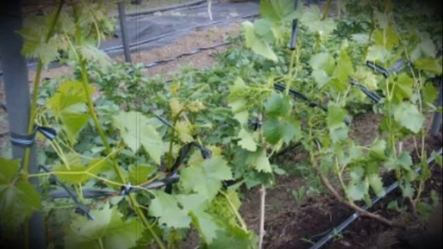 Скороспелый виноград Викинг гибридный сорт с вкуснейшими ягодами смотреть онлайн