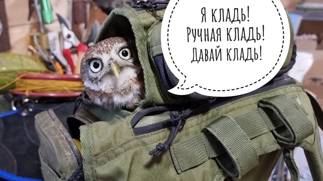 Сова-гопник - в большой семье клевалом не щёлкай! Сыч Лучик отжал сумку ястреба Клюквы
