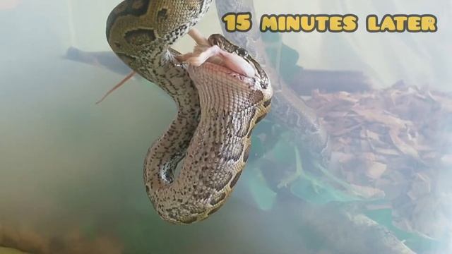 Кормление ПИТОНА (python molurus/sebae) смотреть онлайн