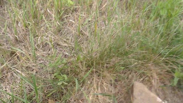 примитивная охота с луком и пращой смотреть онлайн