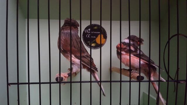 Португальский арлекин 2018. Питомник декоративных канареек  