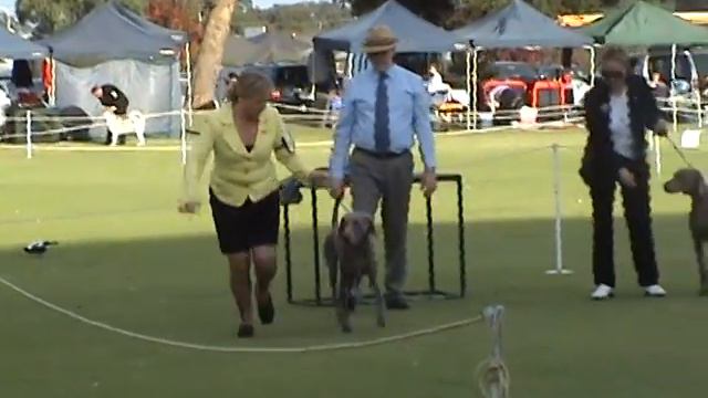 Show #2 Ariane Weimaraner Intermediate Class смотреть онлайн