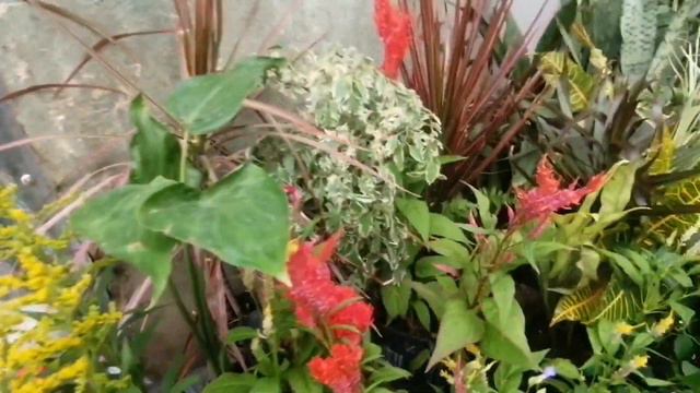 MURANG HALAMAN IN ZAMBOANGA CITY BESIDE CITY MART/ MADAMLILY смотреть онлайн