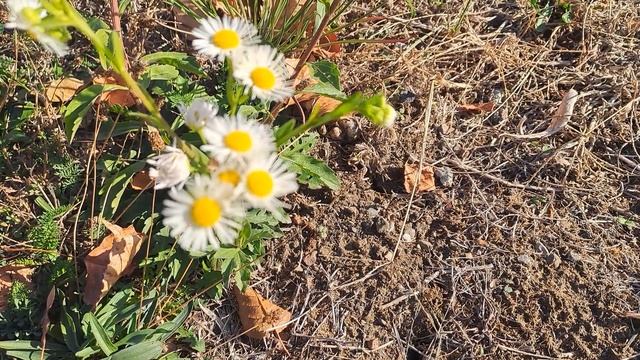 МЕЛКОЛЕПЕСТНИК ОДНОЛЕТНИЙ !