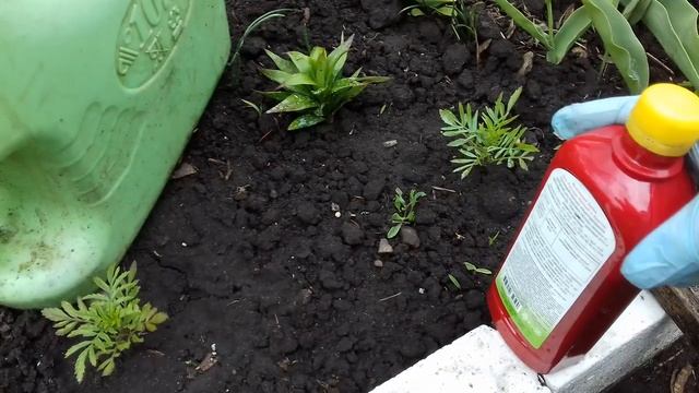 ПЕРВАЯ ВАЖНАЯ ПОДКОРМКА ПЕТУНИИ КУСТОВОЙ В ОТКРЫТОМ ГРУНТЕ. ОБЗОР ПЕРВЫХ ЦВЕТОНОСОВ . смотреть онлайн