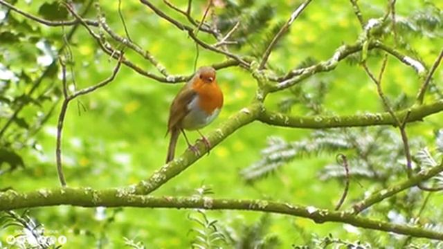 Восстановление нервной системы ? Мягкая музыка успокаивает нервную систему и успокаивает душу #10 смотреть онлайн