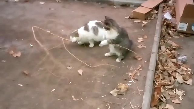 Бездомные котята играют смотреть онлайн