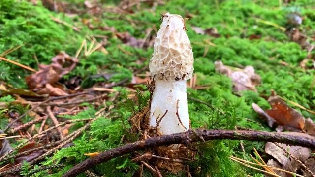 Stinkmorchel, Hexenei, Satyr, Phallus impudicus смотреть онлайн