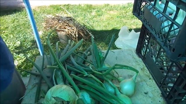 Мой результат лука выращенного из рассады. смотреть онлайн