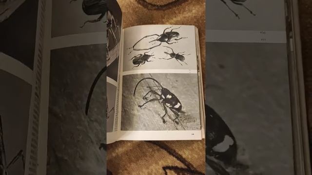 Иллюстрированная энциклопедия насекомых смотреть онлайн