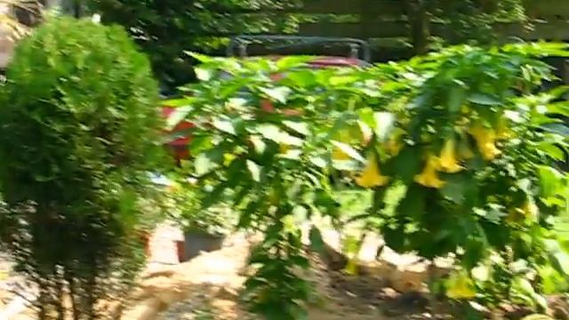 Washingtonia robusta, Trachycarpus fortunei, Phoenix canariensis, Chamaerops humilis, Musa basjoo смотреть онлайн