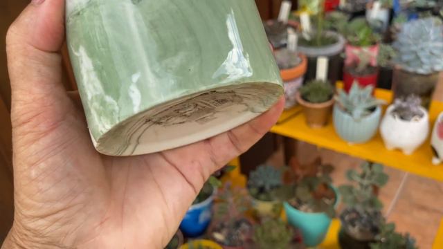 SUCULENTAS CULTIVADAS em ARRANJOS E CULTIVADAS em Mine VASOS/Saiba quais as Vantagens de cada vaso. смотреть онлайн