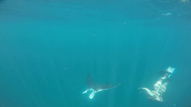 "0 vis spearfishing" manta ray смотреть онлайн