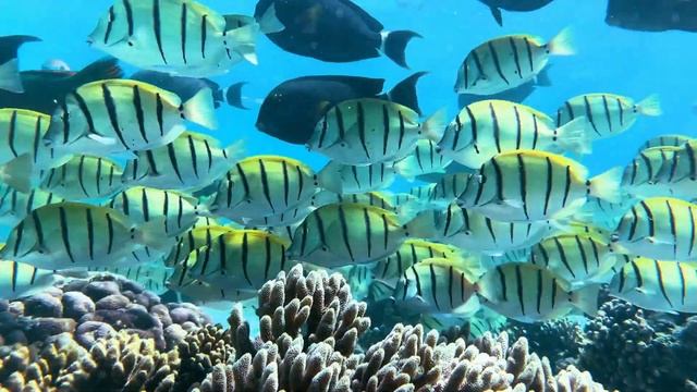 Tour Guanacaste - Kayak and Snorkeling Tour смотреть онлайн