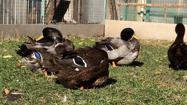Руанские утки в Самаре 01.10.2018г. смотреть онлайн