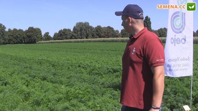 Кесена F1 и Курасао F1 морва (Bejo) день поля 04.08.2016 Культура в полі