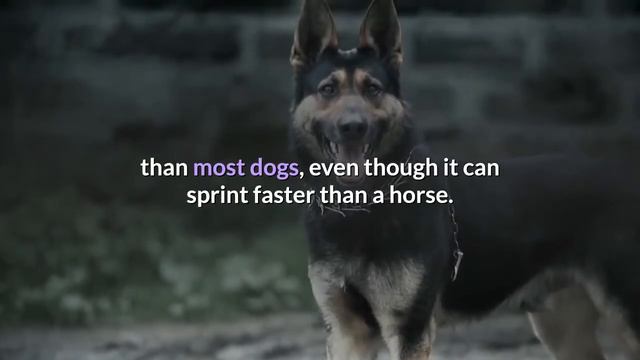 Detailed Guide on German Shepherd Greyhound Mix | Will this mix-breed be suitable for you? смотреть онлайн