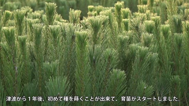 「トヨタ環境活動助成プログラム」活動紹介 | Toyota смотреть онлайн