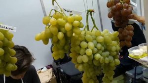 Виноград Эльдорадо