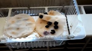 Выращиваем ЖАСМИН из семян