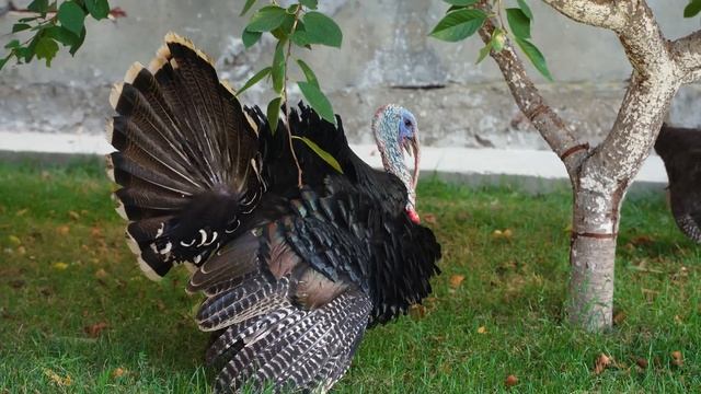 Huge Fish Baked In Tandoor!!!