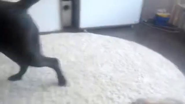 Веселушки собаки и хорька смотреть онлайн