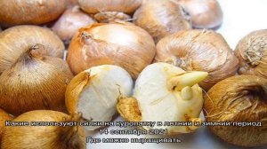 Посадка крокусов разных сроков цветения в открытый грунт