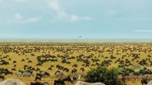 СЕРЕНГЕТИ _ Serengeti 1 серия