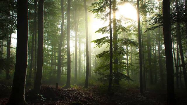 Keiko Matsui Secret Forest смотреть онлайн