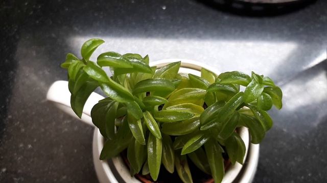 Peperomia Dolabriformis - Grow & Care (Prayer Peperomia)