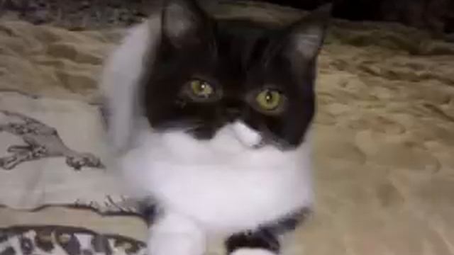 КОТЯТА - 2011.mp4 смотреть онлайн