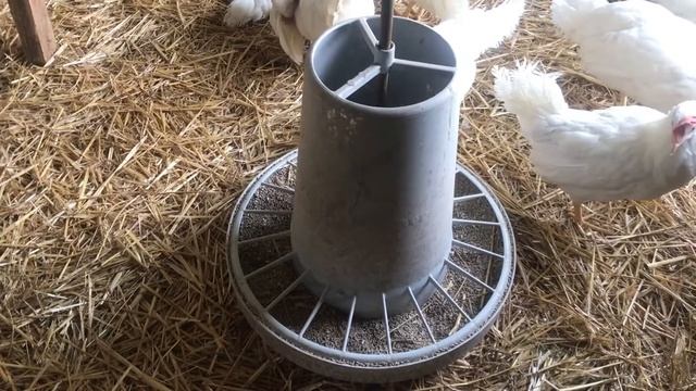 Какая парода кур лучше Леггорн (Легорные) или Доминант (англ. Dominant) смотреть онлайн