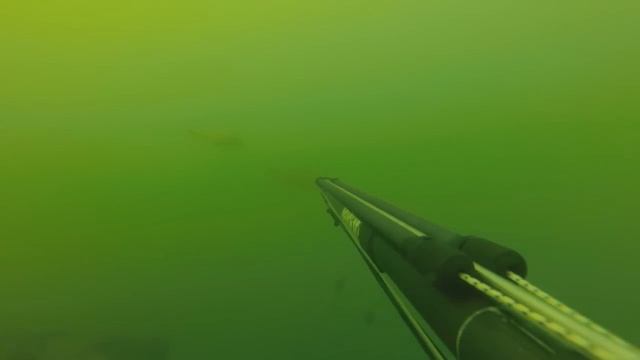 Подводная охота на трофейного Сазана. смотреть онлайн