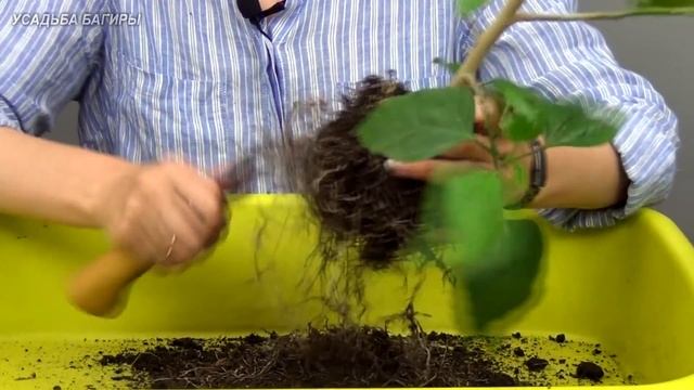 Бонсай из гибискуса (ч.1). смотреть онлайн