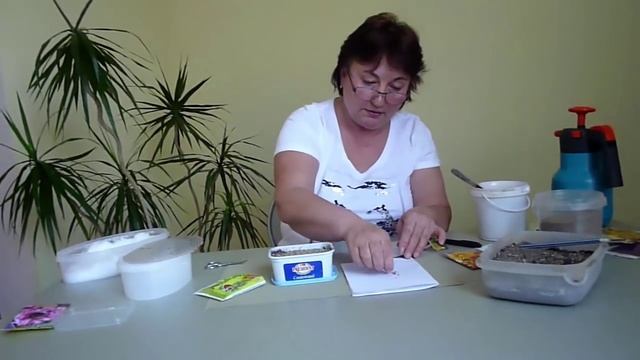 Газания,гацания из семян,как правильно посеять и вырастить гацанию в домашних условиях.Ф № 1.