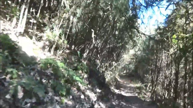 Barsey Rhododendron Sanctuary Trek, West Sikkim смотреть онлайн