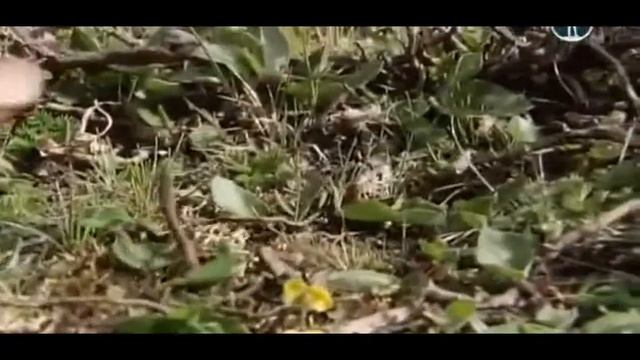 исчезновение кордицепса смотреть онлайн