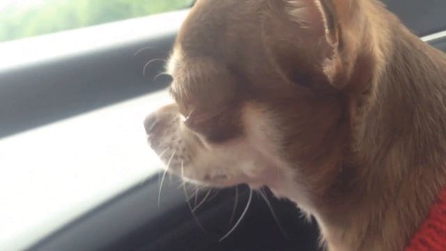 Чихуахуа лает. Chihuahua barking смотреть онлайн
