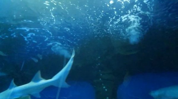 Ailand-Астана Океанариум Коргалжинское шоссе частичка бескрайнего Океана в Казахстанской Степи