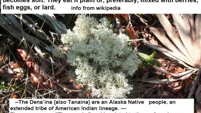 Reindeer Lichen -Cladonia Rangiferina-